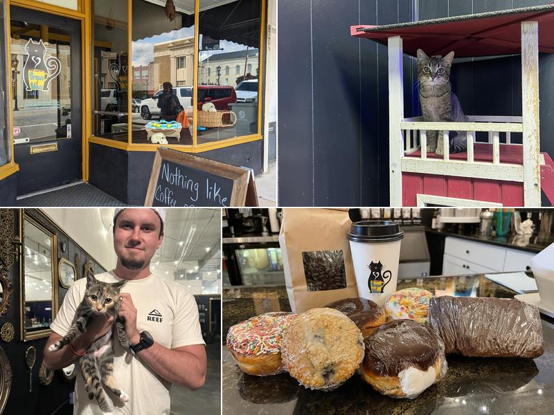 Brews and Mews Cat Cafe