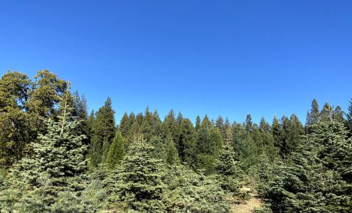 Harris Tree Farm - Harris Family Farm 2640 Blair Rd, Pollock Pines California 95726