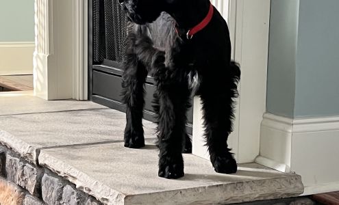 Abbies Pet Grooming Mathiston