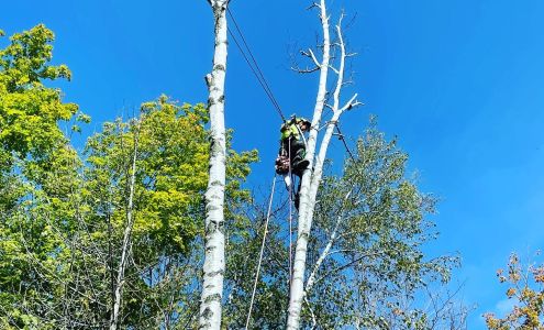 Northshore Tree Experts