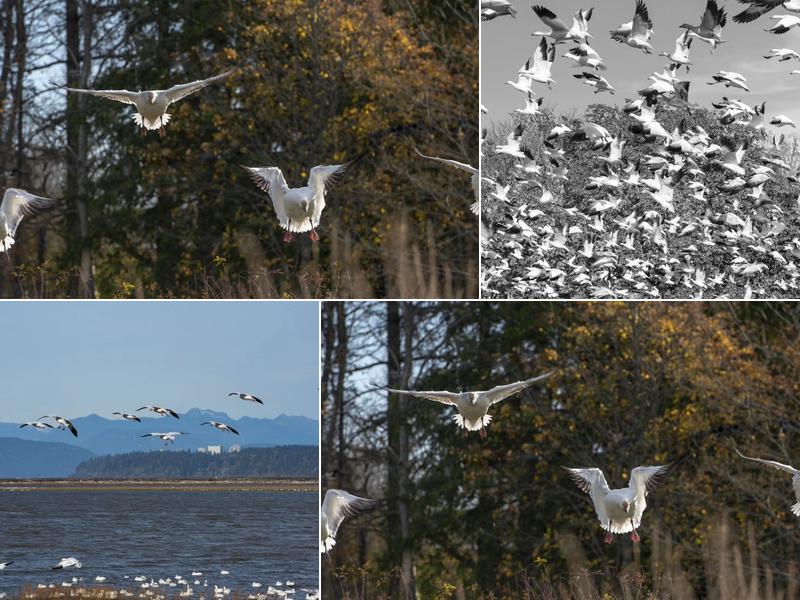 White Rose Window Cleaning