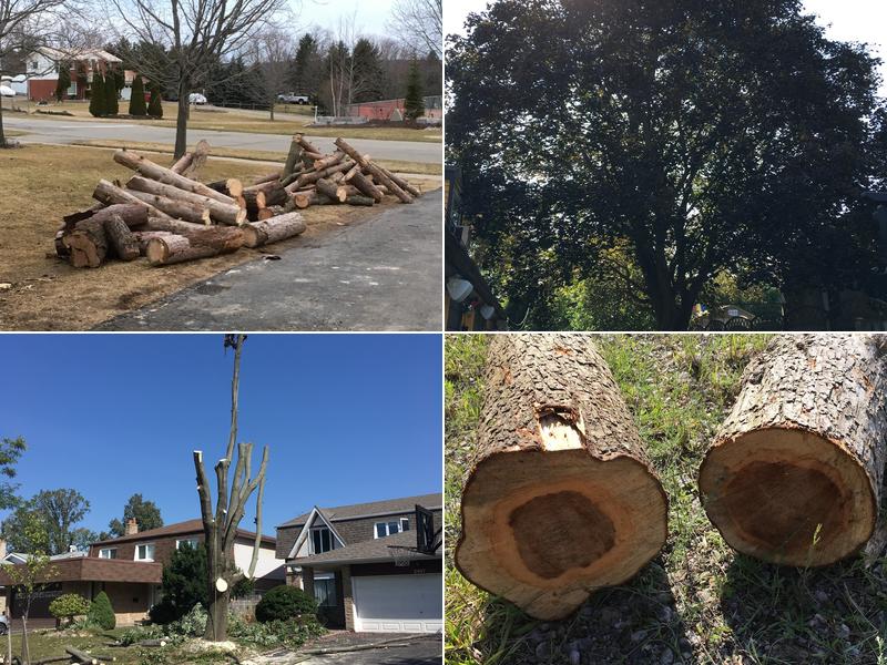 Ultimate Tree Service