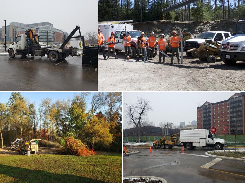 MapleGreen Tree Services