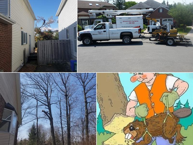 Branches Tree Service