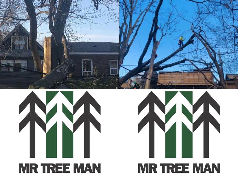 Mr Tree Man