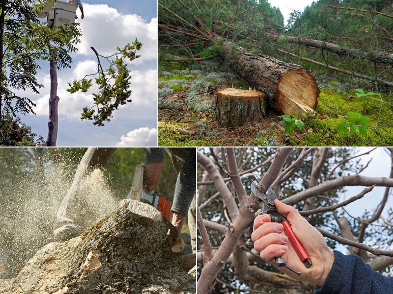 Brantford Tree Service