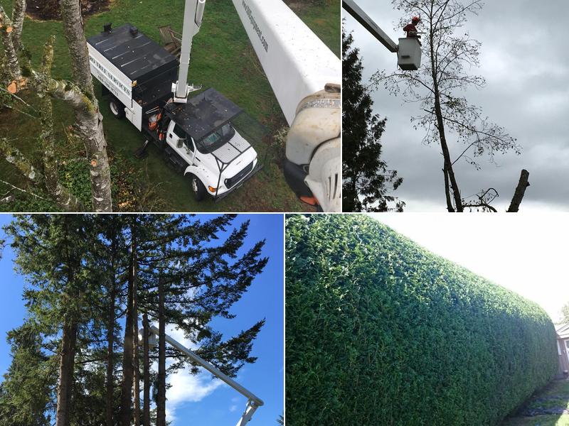 Pro Tree Services