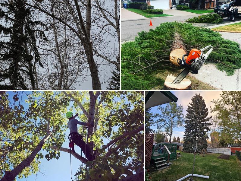 Symmetree Arborist Services