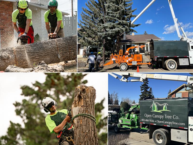 Open Canopy Tree Co.