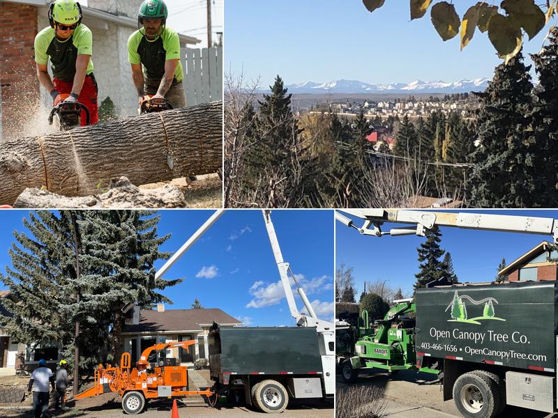 Open Canopy Tree Co.