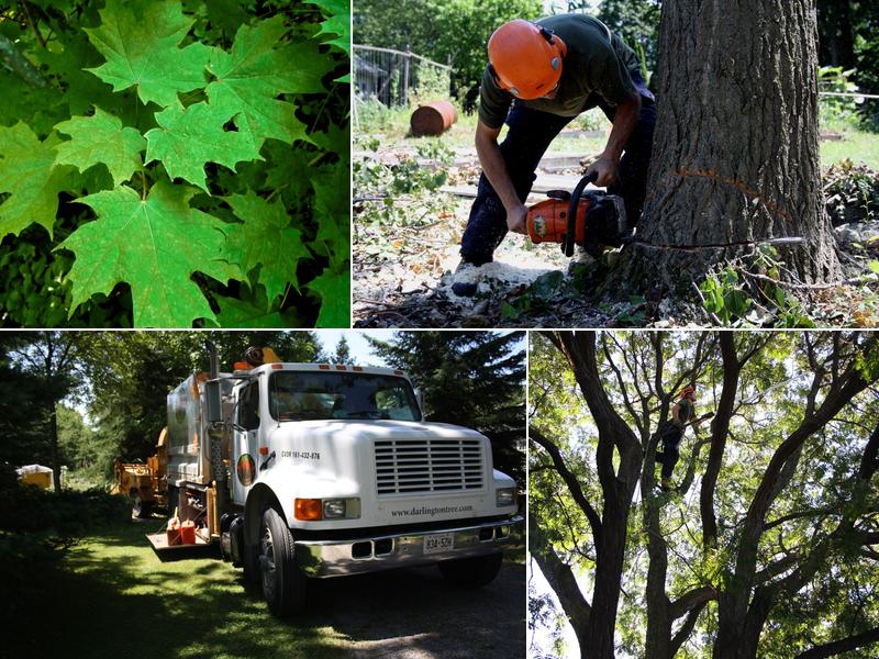 Darlington Tree Service