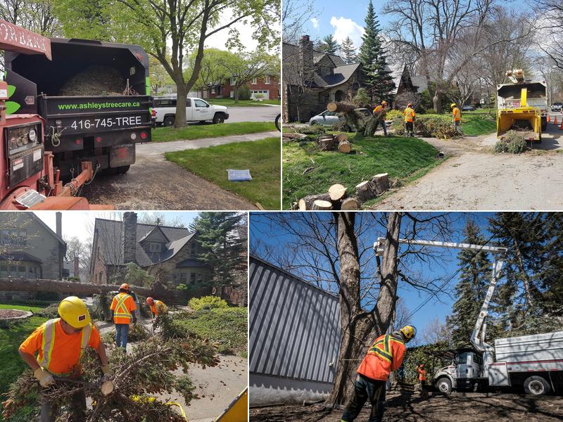 Ashley’s Tree Care