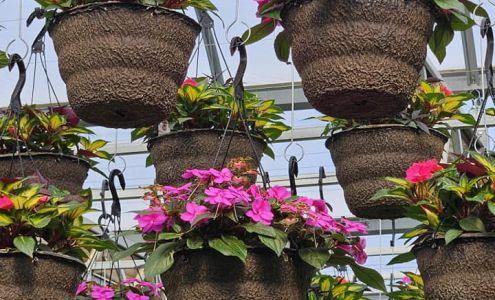 Sun Flowers Etc Plankinton