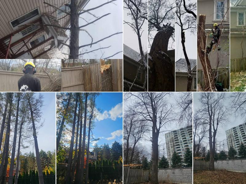 Toronto Tree Guys Inc.