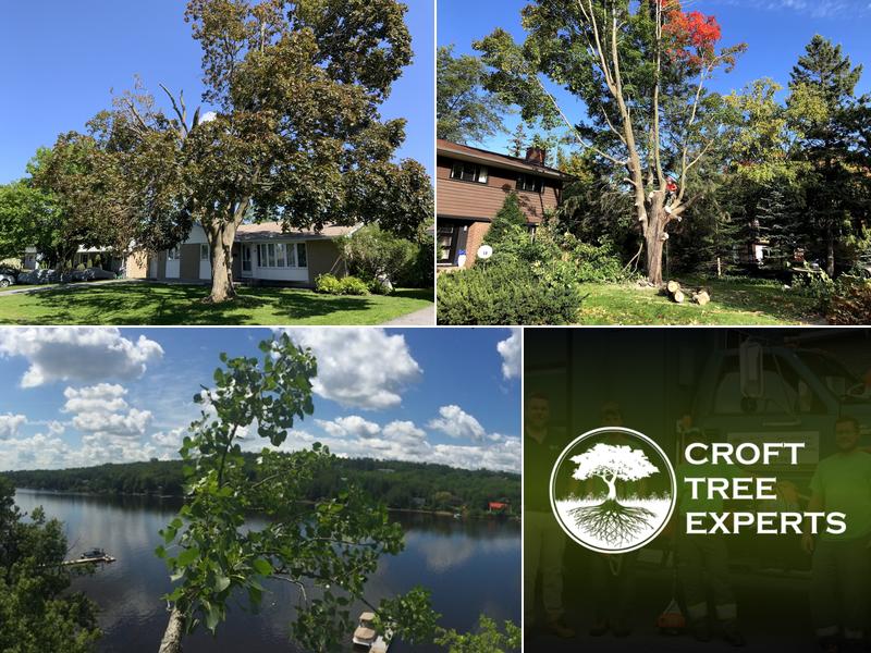 Croft Tree Experts