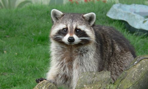 Grady's Wildlife Removal Chesterville