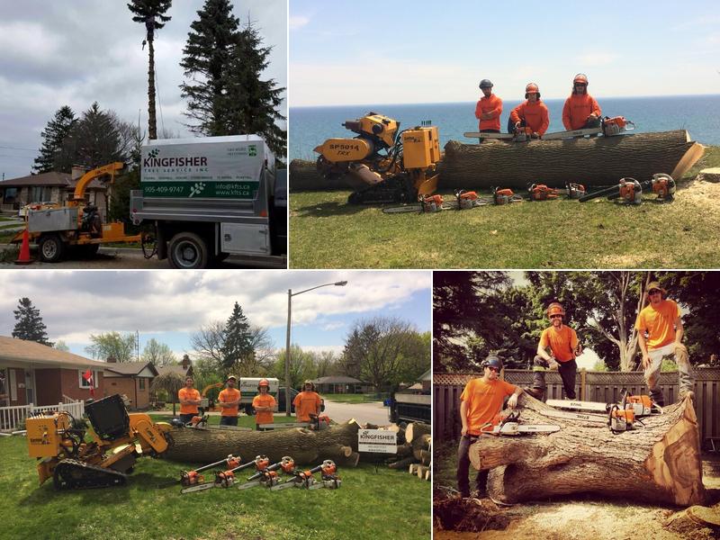 Kingfisher Tree Service
