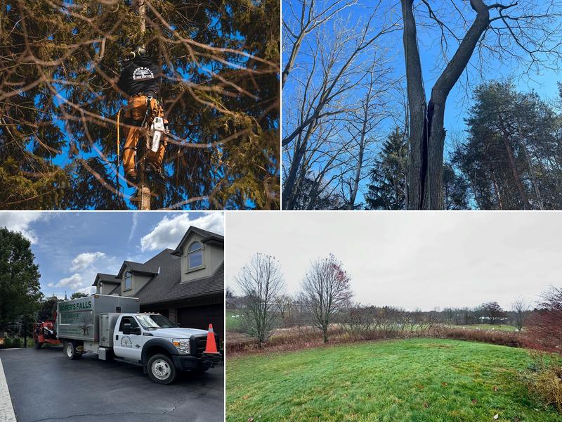 Borer's Falls Tree Service