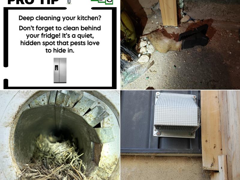 Forbearance Pest Control