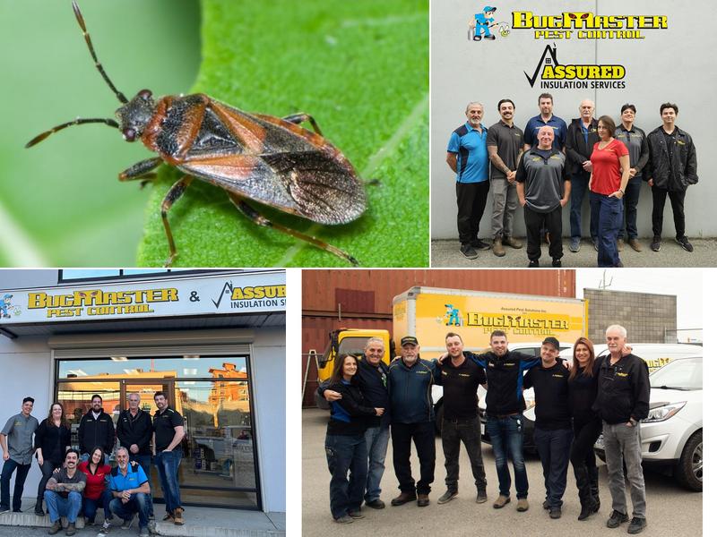 BugMaster Pest Control