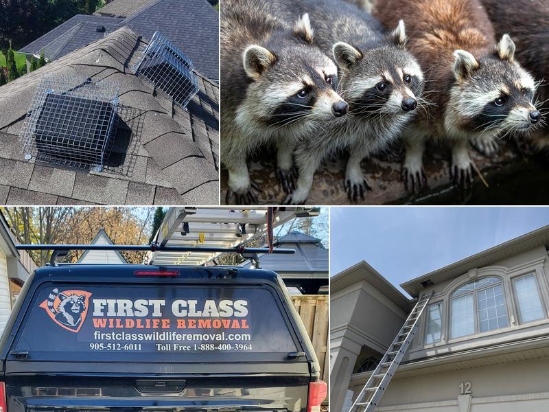First Class Wildlife Removal