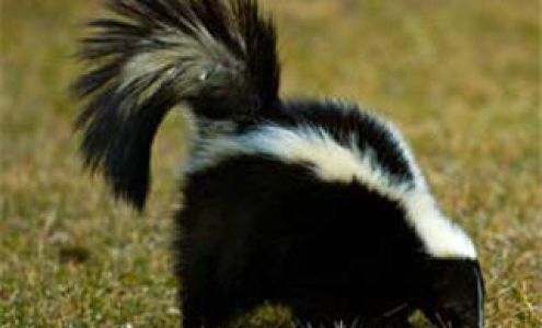 Aggressive Pest Control