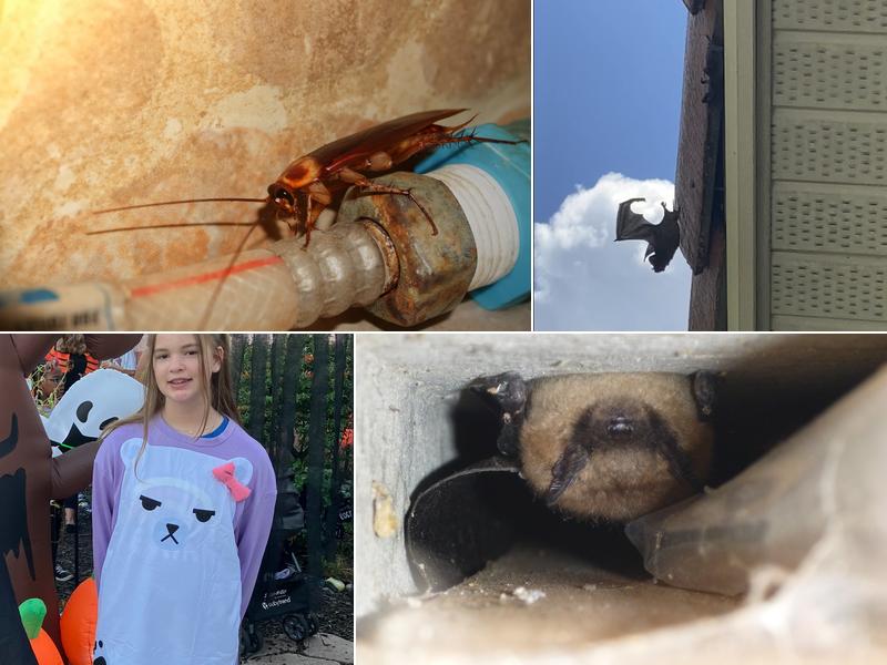 WILDOUT Wildlife Control