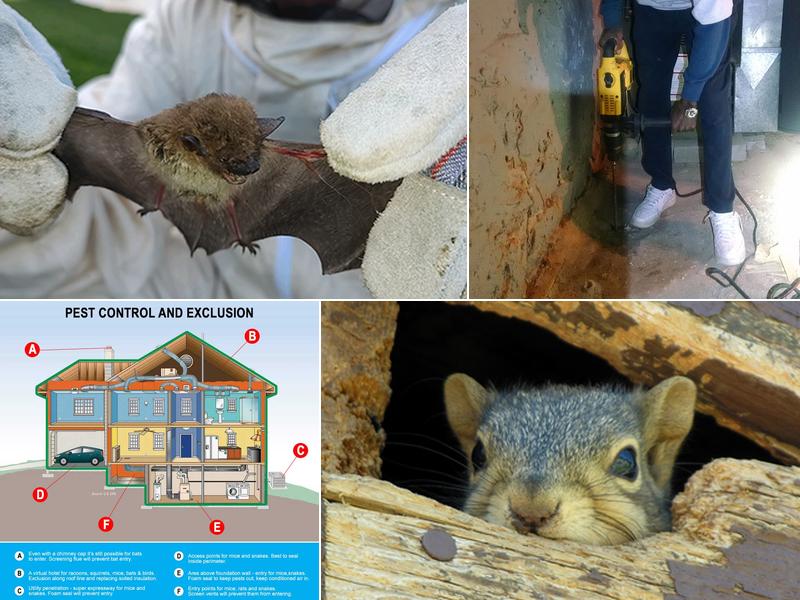 At Once Wildlife and Pest Solutions