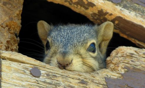 At Once Wildlife and Pest Solutions