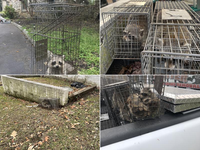 A Bad Critter Raccoon & Squirrel Removal