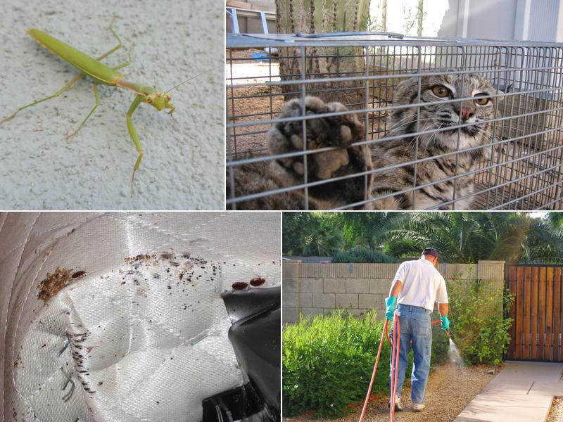 Critter Getter Pest Control