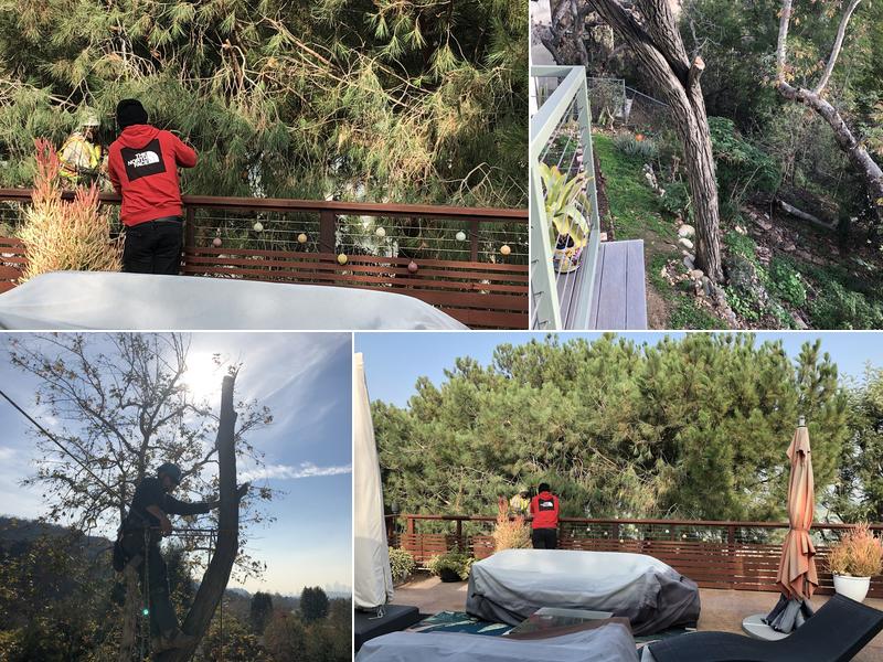 Elite Tree Care Inc., DBA TONY MACIAS