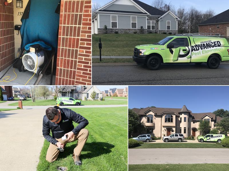 Advanced Pest Elimination