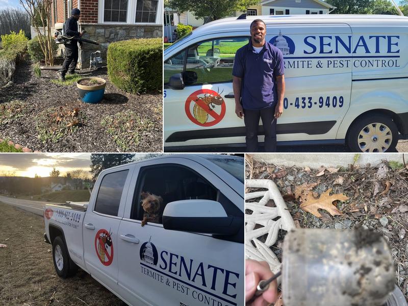 Senate Termite & Pest Control