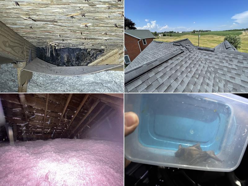 Mayhem Bat Control And Nuisance Animal Trapping LLC.