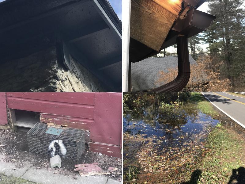 Catskill Animal Damage Control