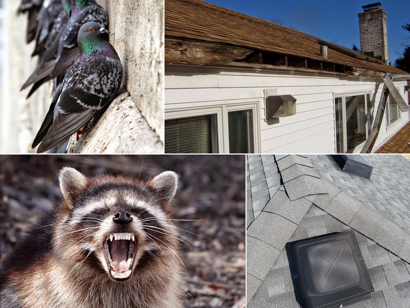 Advanced Nuisance Wildlife Control Services