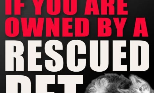 Healthy Home Carpet Care