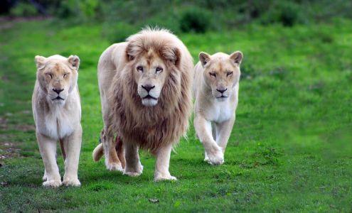 Bell Refrigeration , Restaurant,Refrigerator and Appliance Repair Shop&Service