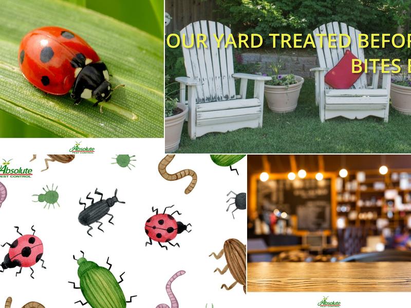 Absolute Pest Control