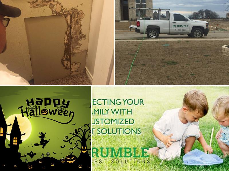 Rumble Pest Solutions