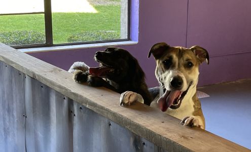 Iron City PAWfection