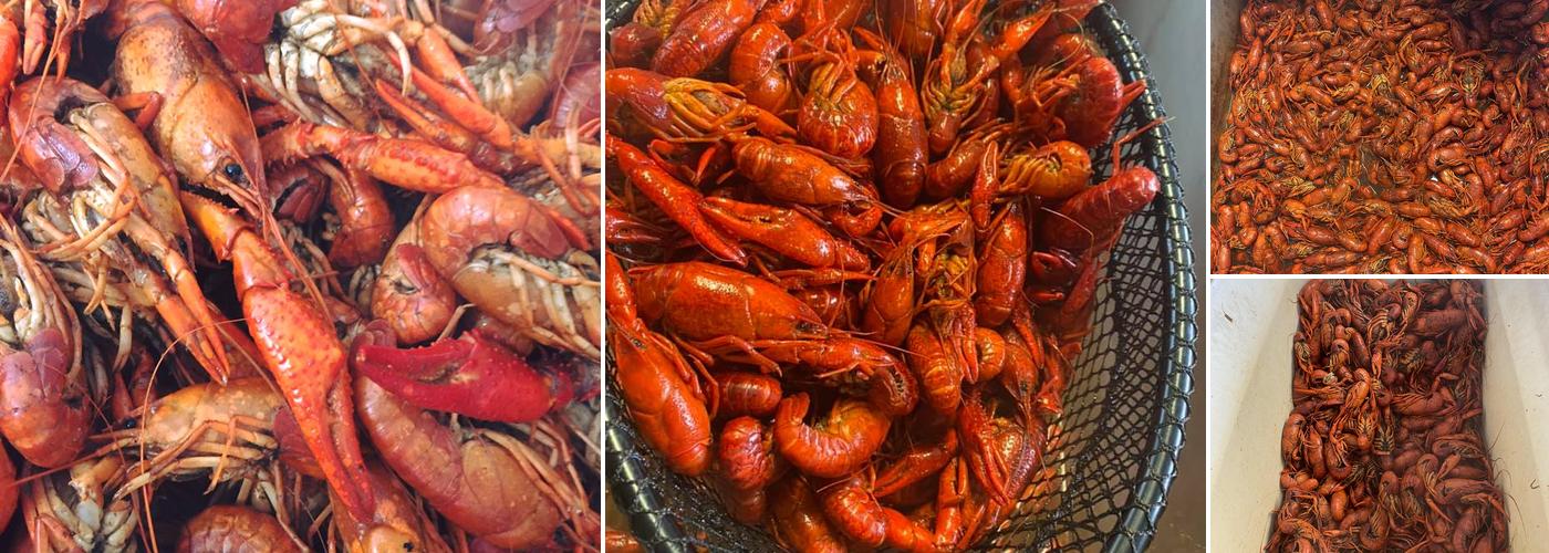 Bo's Seafood Too