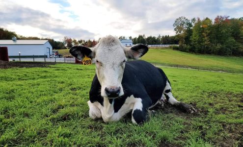 Old Homestead Farm 159 Greenville Rd, New Ipswich New Hampshire 03071