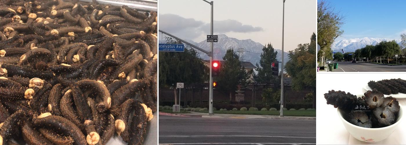 海参天下 Sea Cucumber Inc.