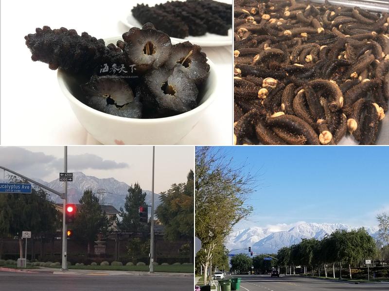 海参天下 Sea Cucumber Inc.