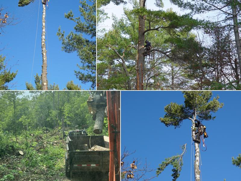 Buckshot Tree Service