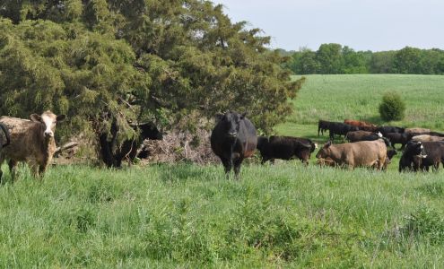 Dierks Farms Grass Fed Beef Ava