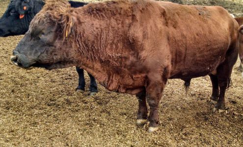 Mayhew's Farm 1033 Dozer Ln, Bedford Virginia 24523