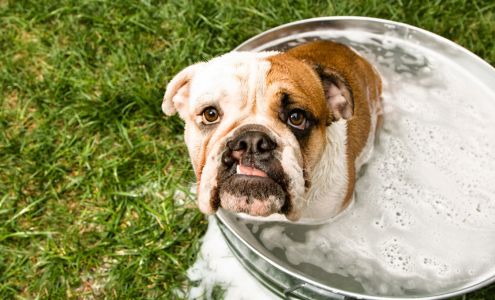 Country Canine Orange